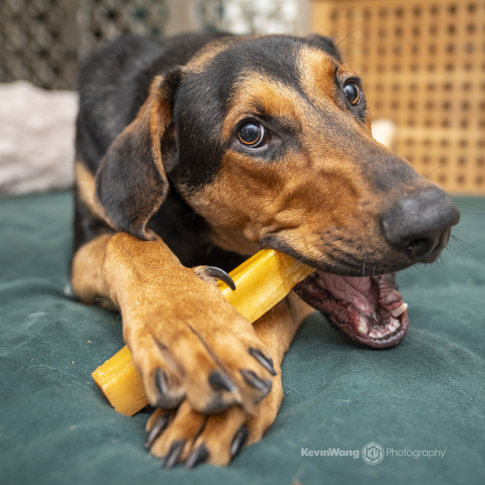 Galileo, an adoptable Beauceron in Bothell, WA, 98021 | Photo Image 1