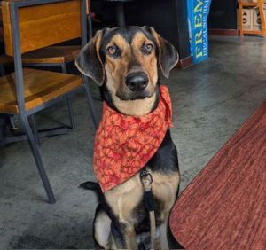 Animal Profile Galileo is an estimated 18 month old 65lb Beaceron mix He was a stray intake and as