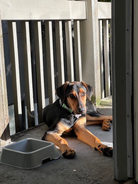 Galileo, an adoptable Beauceron in Seattle, WA, 98165 | Photo Image 2