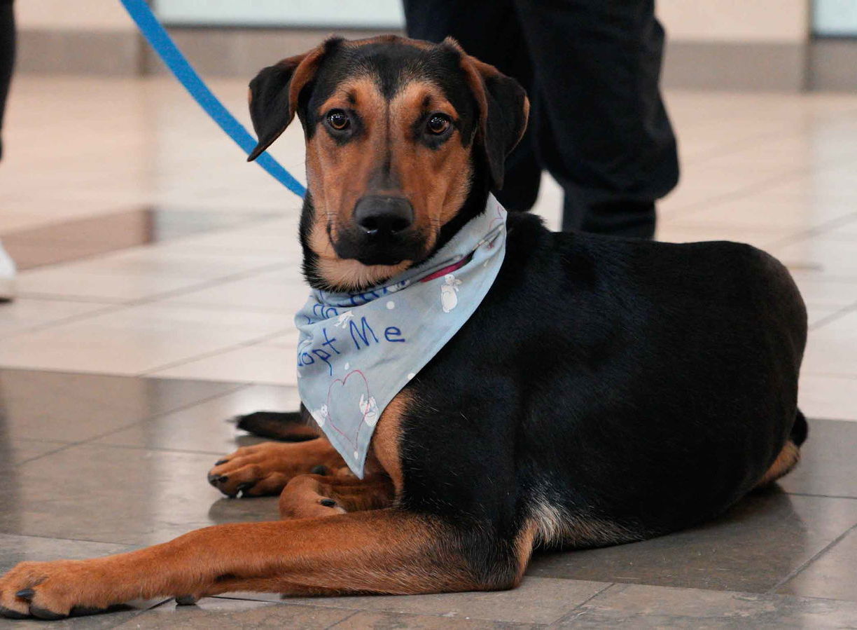 Galileo, an adoptable Beauceron in Bothell, WA, 98021 | Photo Image 2