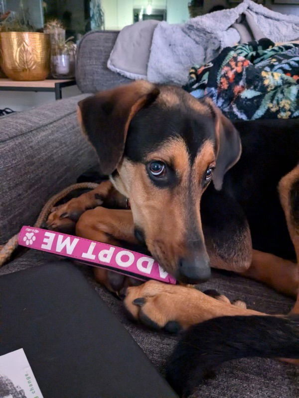 Galileo, an adoptable Beauceron in Seattle, WA, 98165 | Photo Image 3