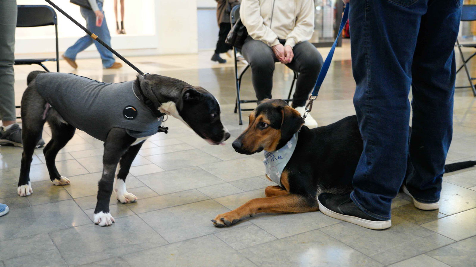 Galileo, an adoptable Beauceron in Seattle, WA, 98165 | Photo Image 3