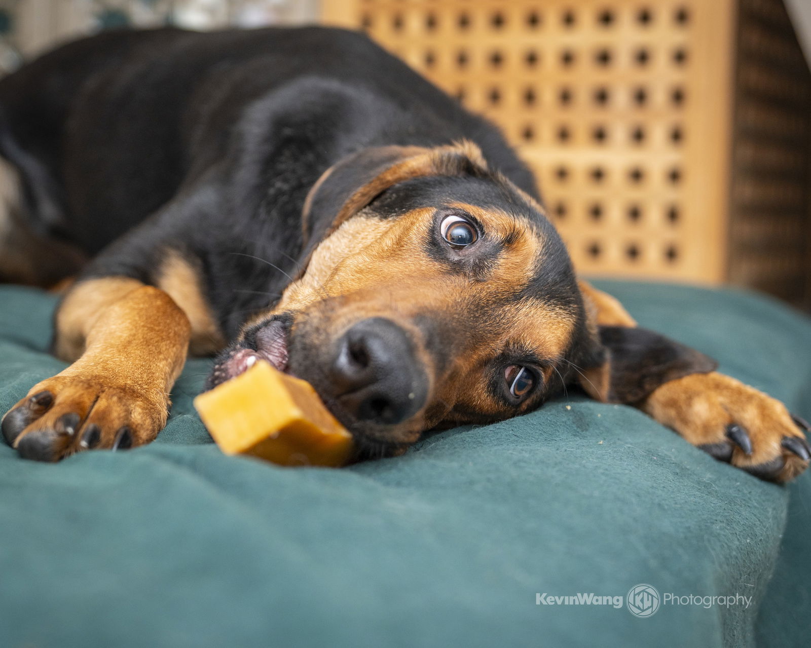 Galileo, an adoptable Beauceron in Bothell, WA, 98021 | Photo Image 3