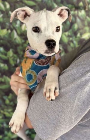 You can fill out an adoption application online on our official websiteCasper GA is a male Pit Bu