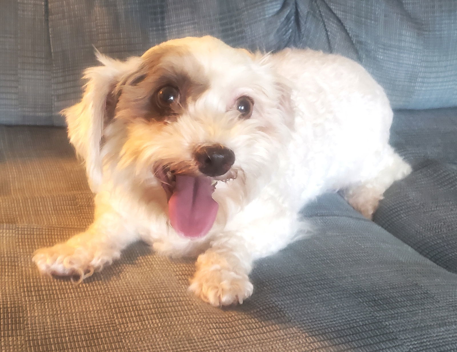 Carli, an adoptable Havanese in Norman, OK, 73069 | Photo Image 5