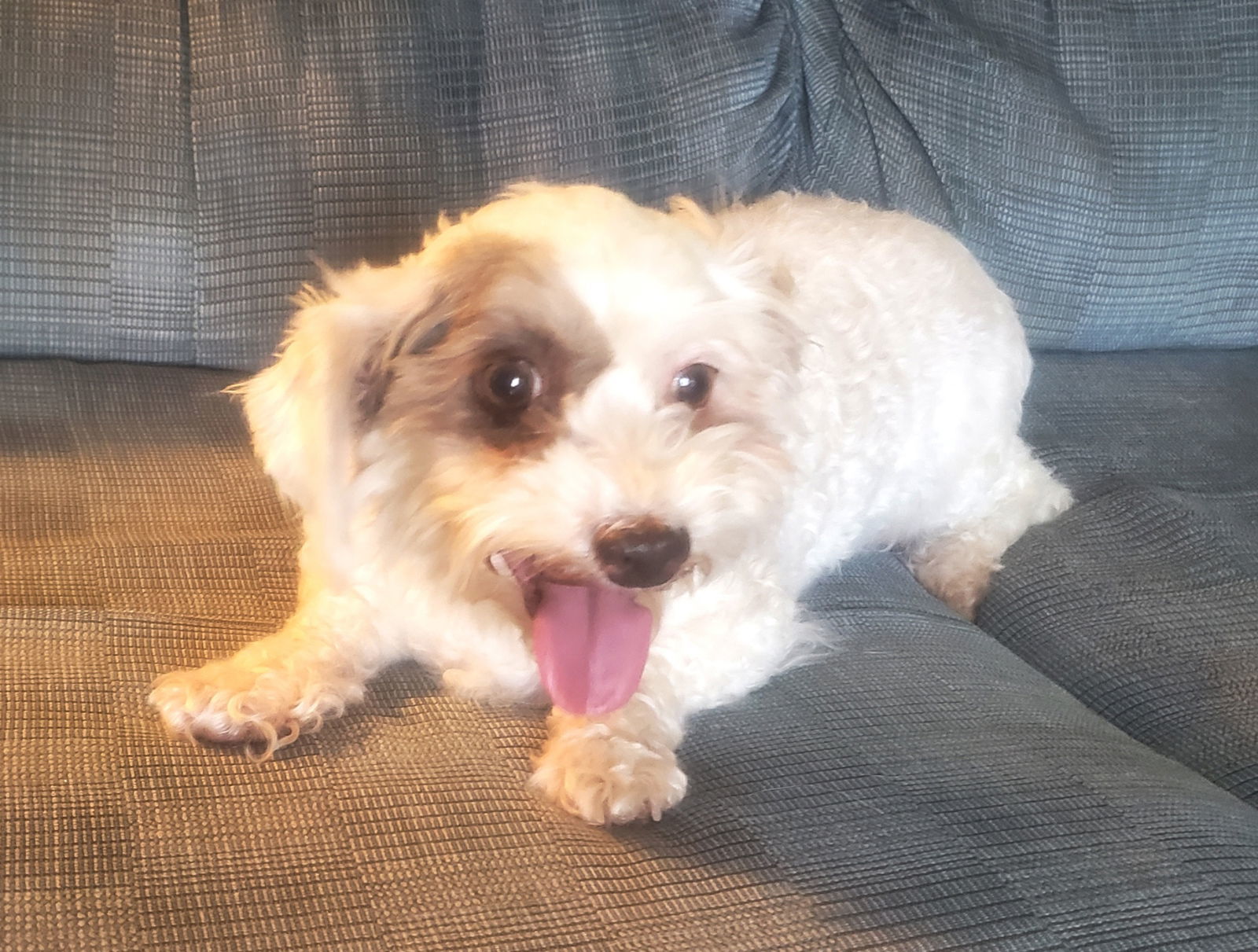 Carli, an adoptable Havanese in Norman, OK, 73069 | Photo Image 6