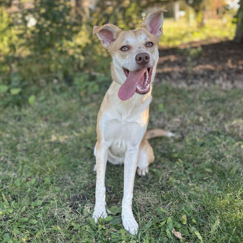 Colada--In Foster***ADOPTION PENDING***