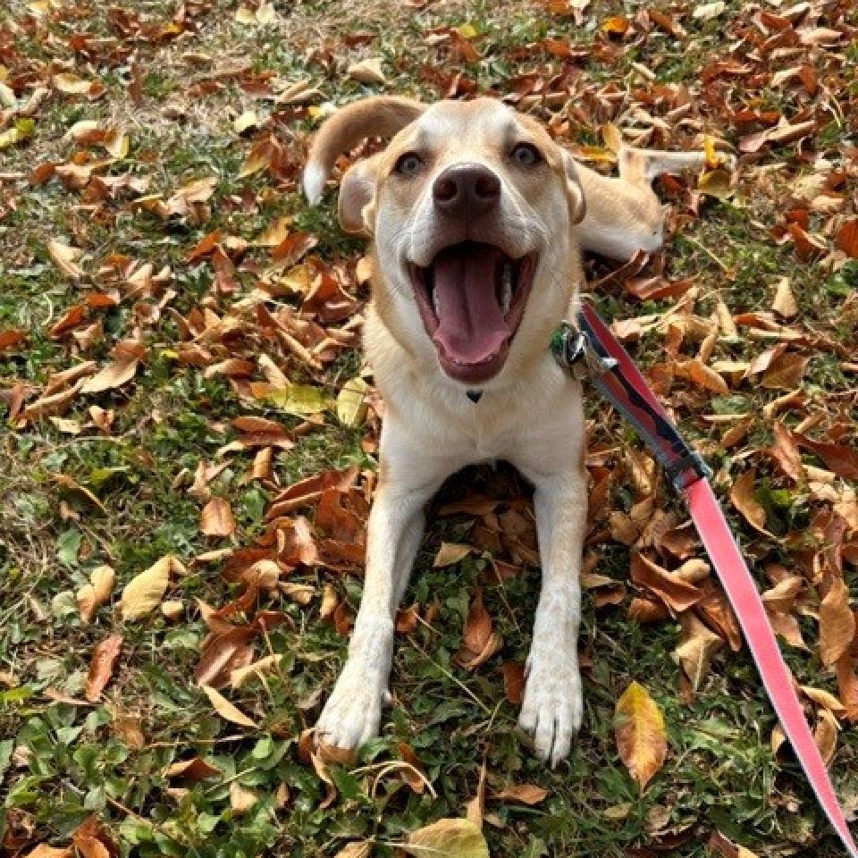 Colada--In Foster***ADOPTION PENDING***