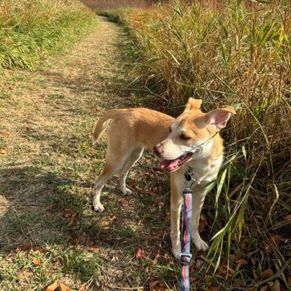 Colada--In Foster***ADOPTION PENDING***