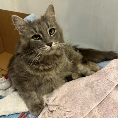 Elaine, an adoptable Domestic Long Hair in Bangor, ME, 04401 | Photo Image 2