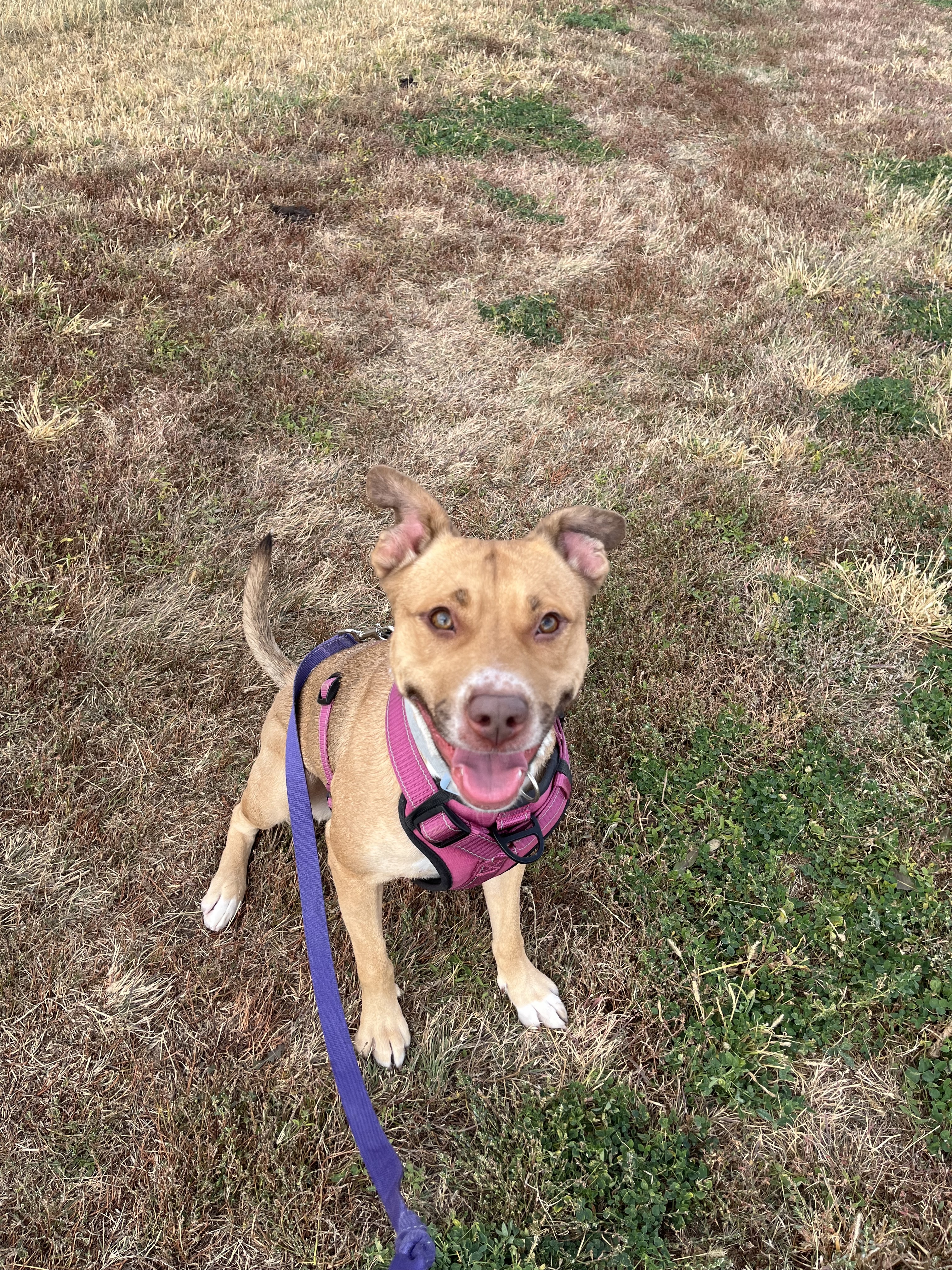 Dixie, an adoptable Pit Bull Terrier, Catahoula Leopard Dog in McCook, NE, 69001 | Photo Image 1