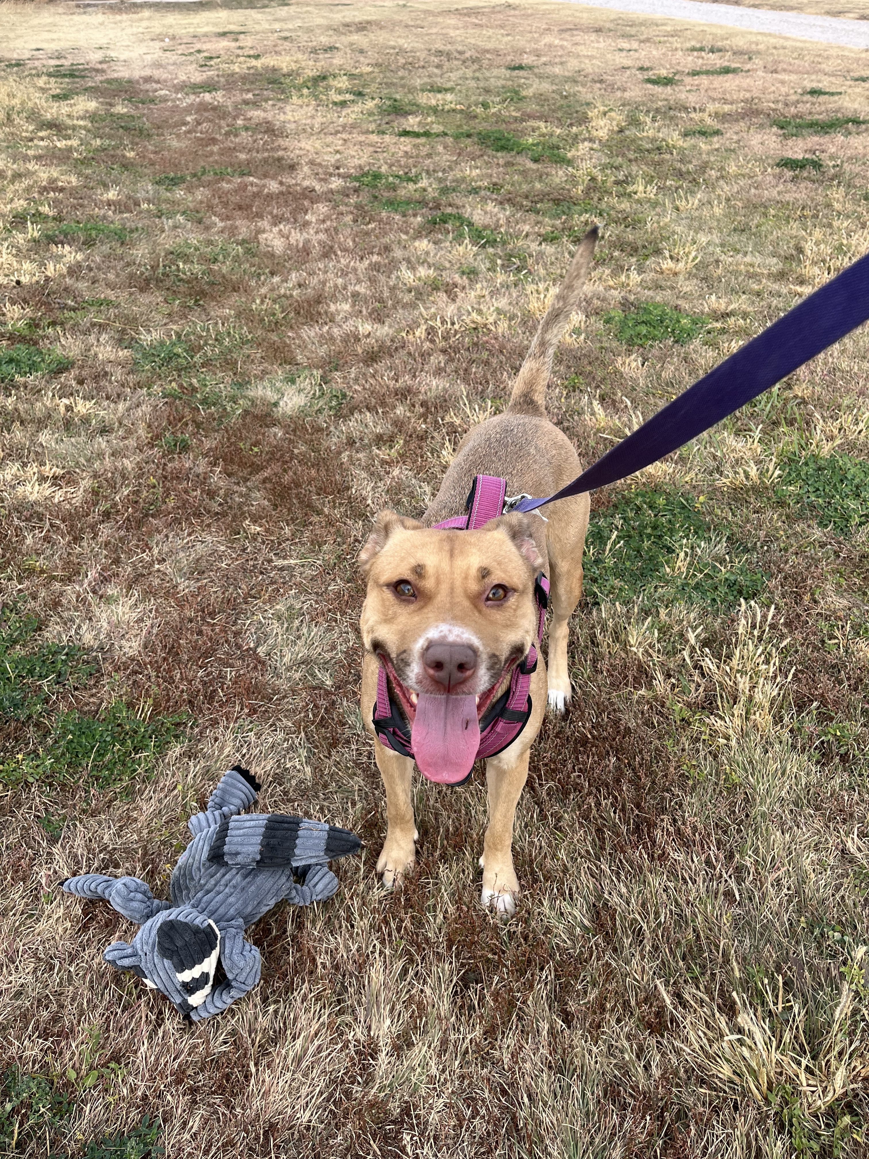 Dixie, an adoptable Pit Bull Terrier, Catahoula Leopard Dog in McCook, NE, 69001 | Photo Image 2