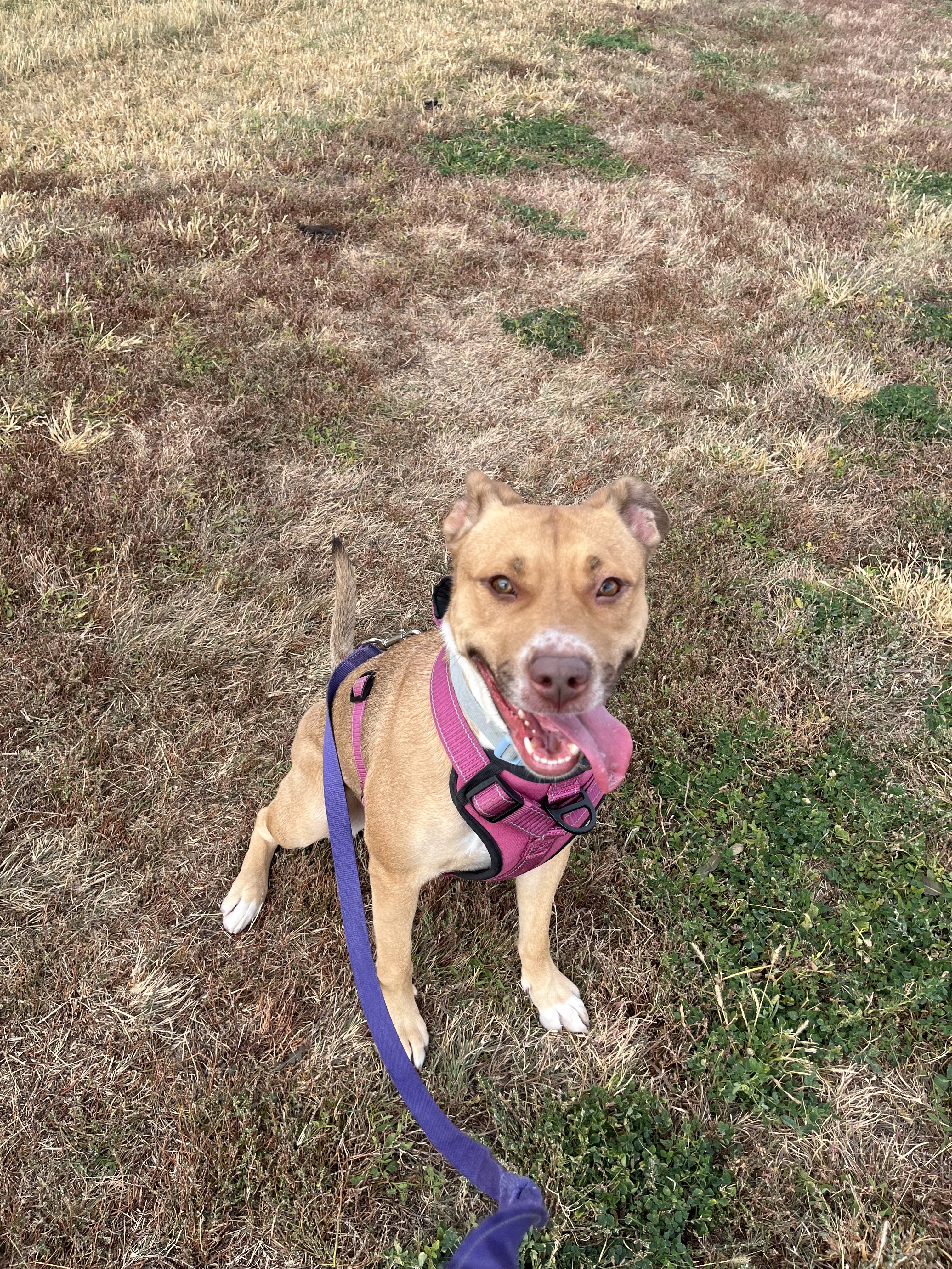 Dixie, an adoptable Pit Bull Terrier, Catahoula Leopard Dog in McCook, NE, 69001 | Photo Image 3