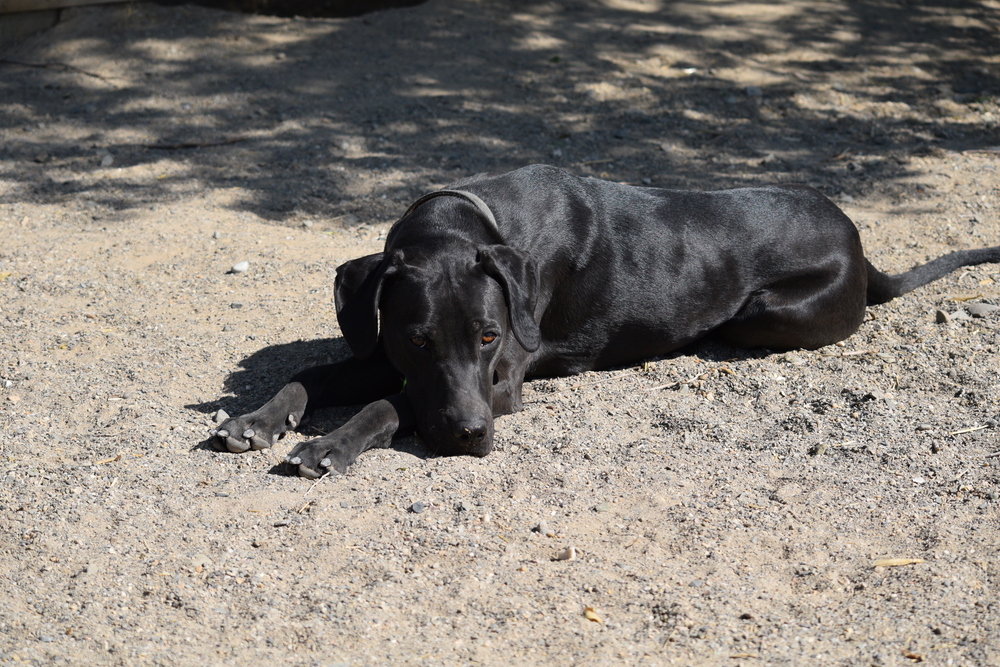 Karma, an adoptable Mixed Breed in Salmon, ID, 83467 | Photo Image 2