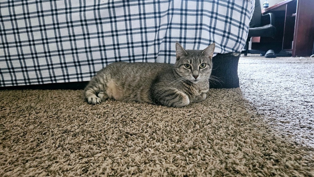 Mya, an adoptable Domestic Short Hair in Gautier, MS, 39553 | Photo Image 1