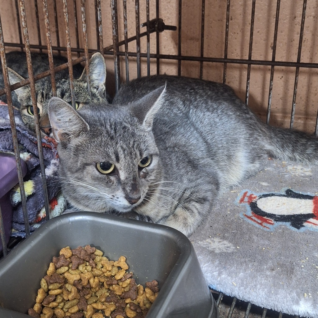 Mya, an adoptable Domestic Short Hair in Gautier, MS, 39553 | Photo Image 2