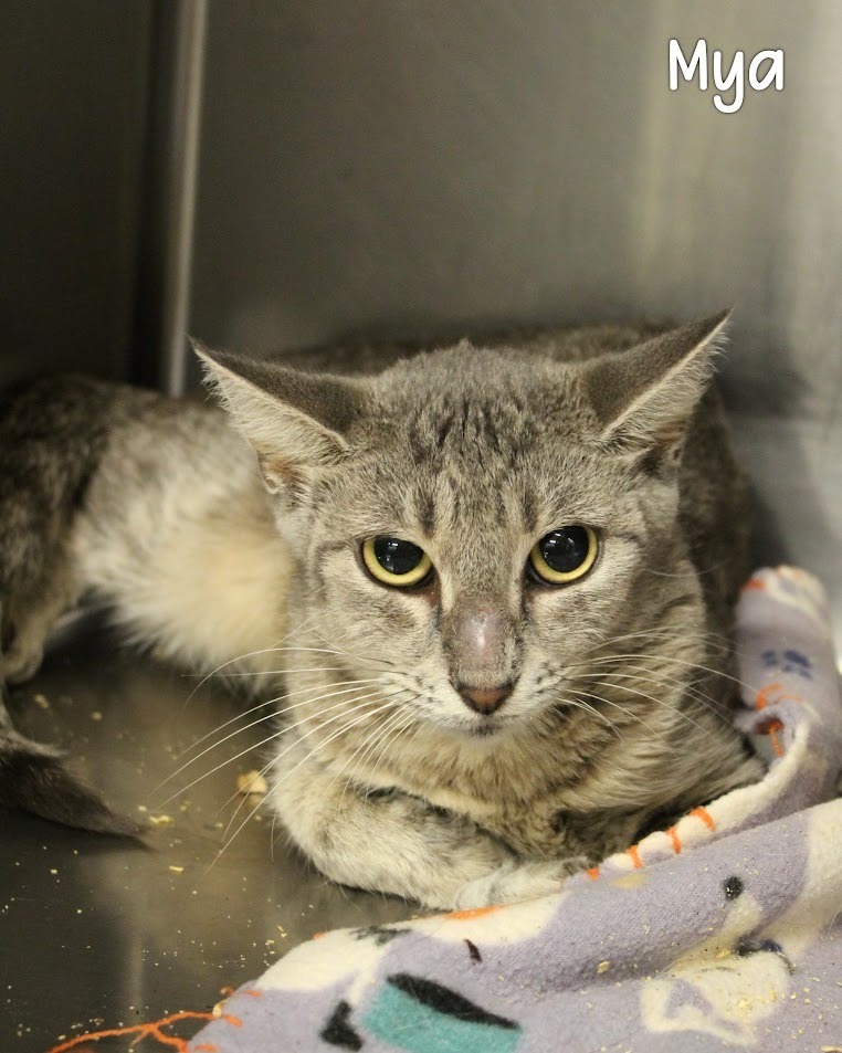 Mya, an adoptable Domestic Short Hair in Gautier, MS, 39553 | Photo Image 3