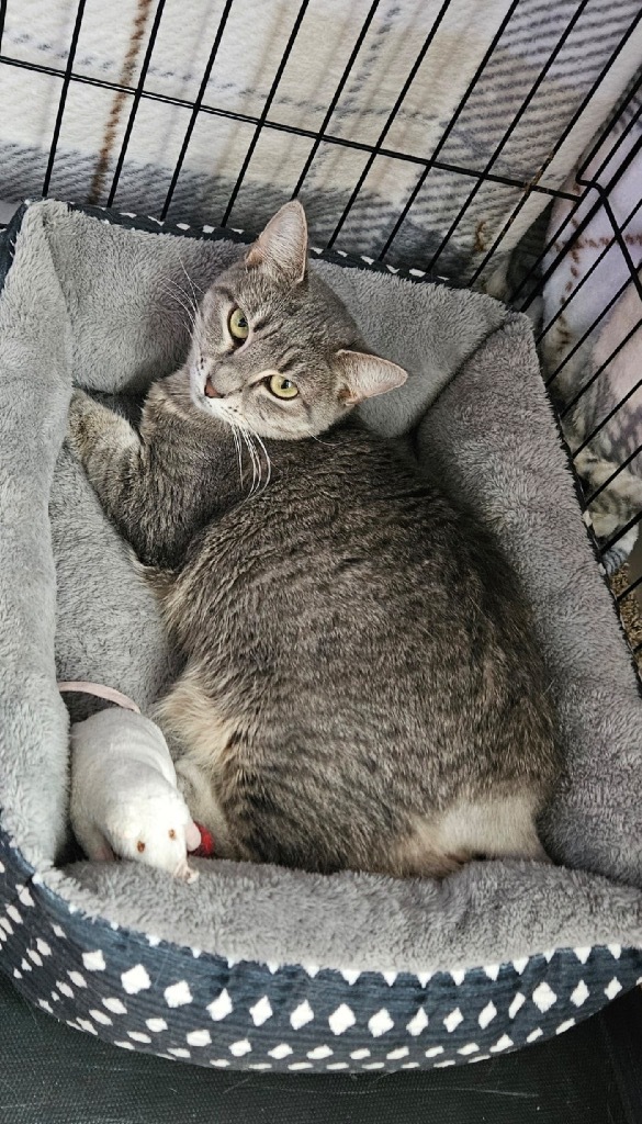 Mya, an adoptable Domestic Short Hair in Gautier, MS, 39553 | Photo Image 4