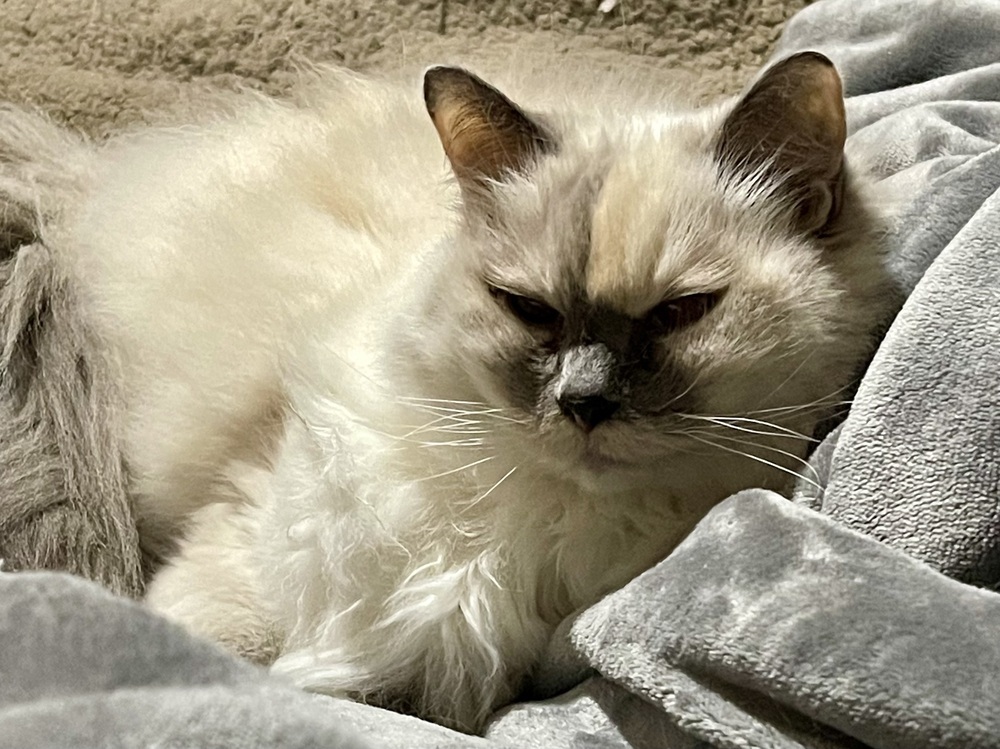 Blossom, an adoptable Ragdoll, Domestic Long Hair in Powder Springs, GA, 30127 | Photo Image 1