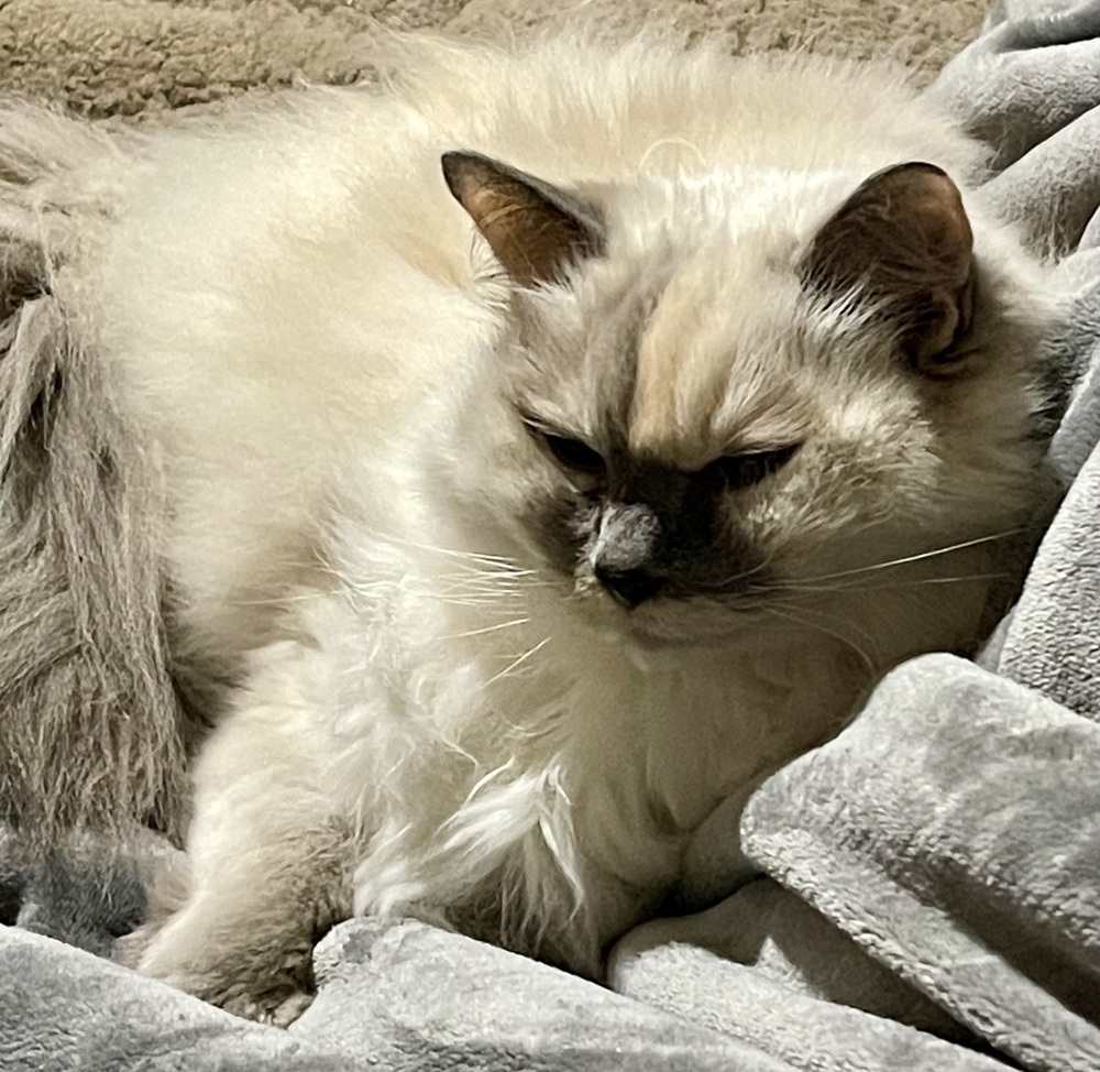 Blossom, an adoptable Ragdoll, Domestic Long Hair in Powder Springs, GA, 30127 | Photo Image 2