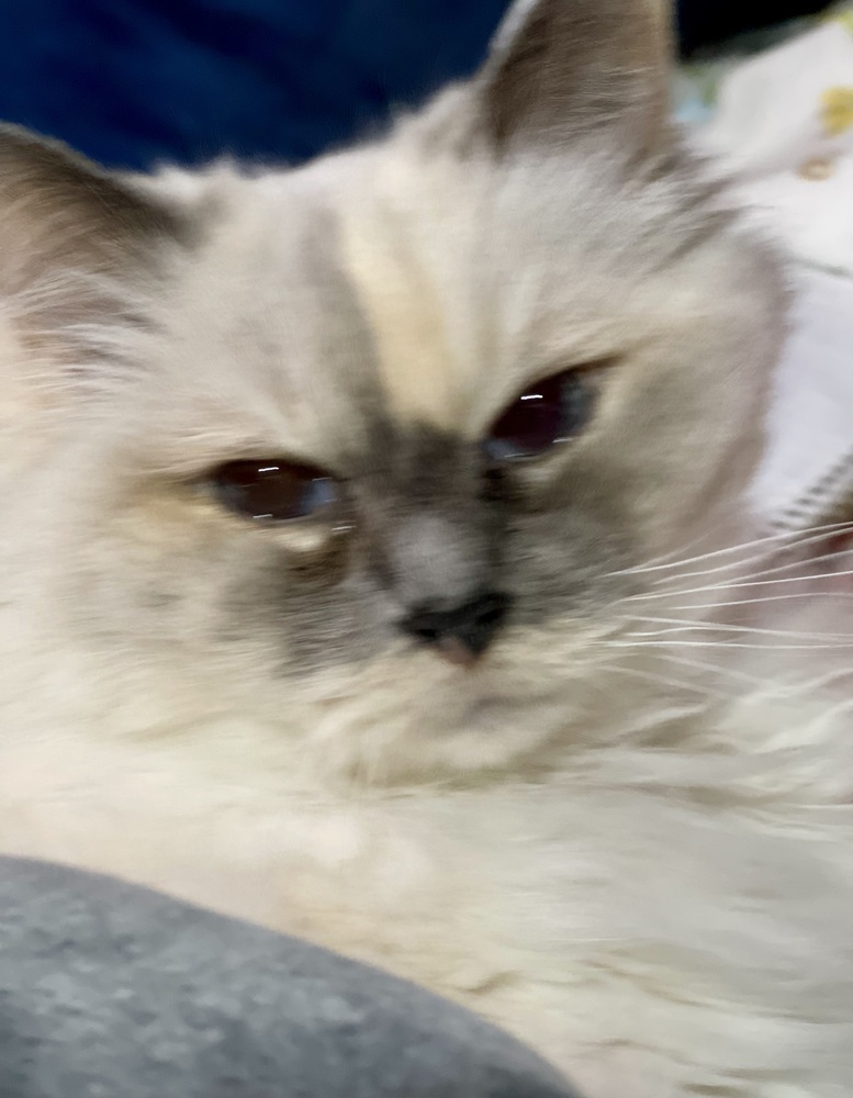 Blossom, an adoptable Ragdoll, Domestic Long Hair in Powder Springs, GA, 30127 | Photo Image 3