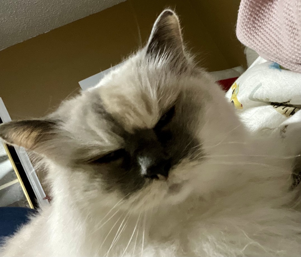 Blossom, an adoptable Ragdoll, Domestic Long Hair in Powder Springs, GA, 30127 | Photo Image 4