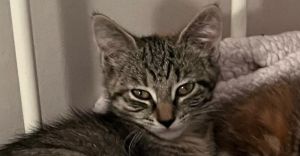 Shea, Baby Female Domestic Short Hair