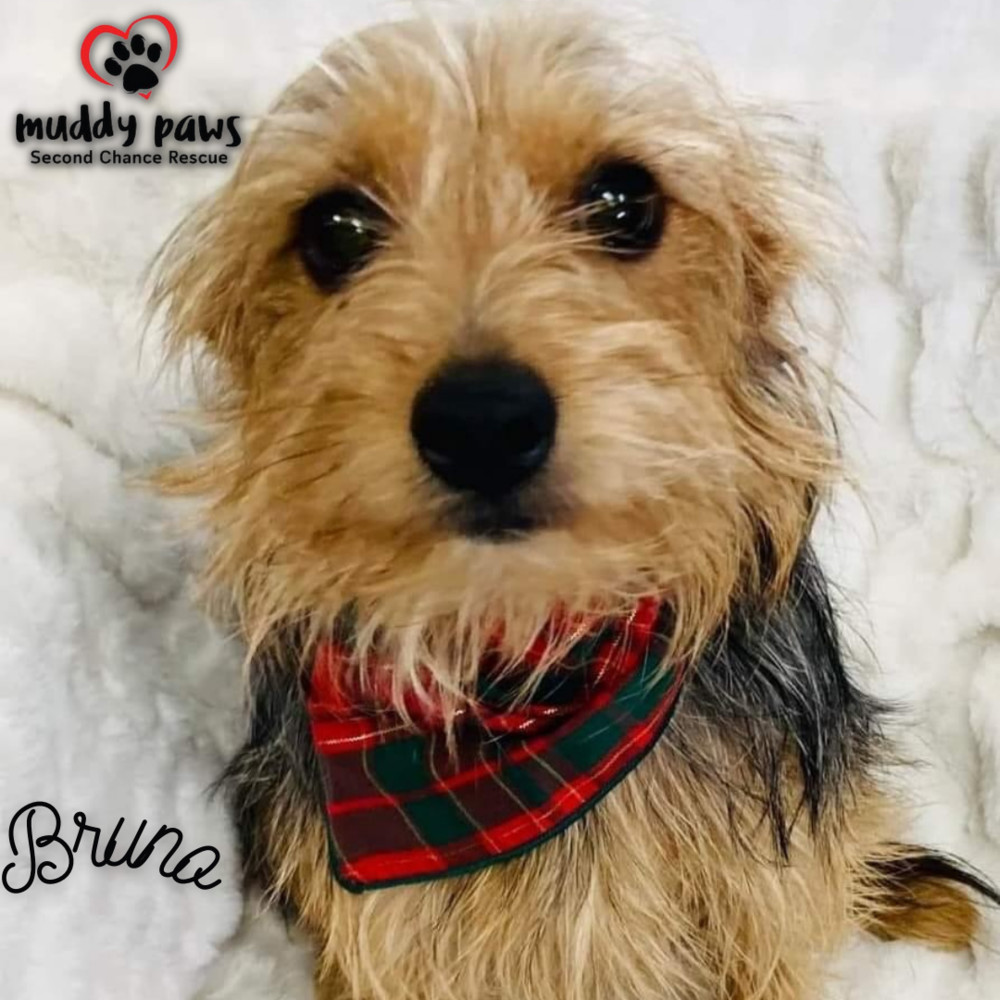 Bruno, an adoptable Yorkshire Terrier in Council Bluffs, IA, 51503 | Photo Image 1