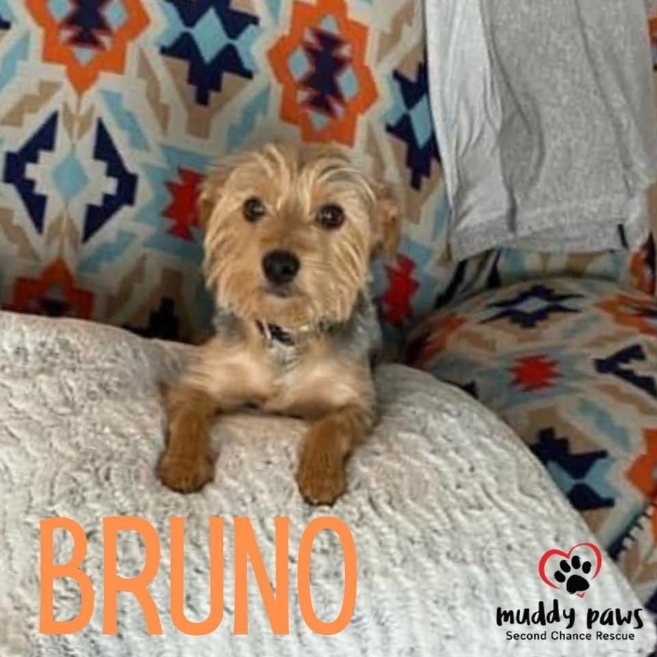 Bruno, an adoptable Yorkshire Terrier in Council Bluffs, IA, 51503 | Photo Image 2