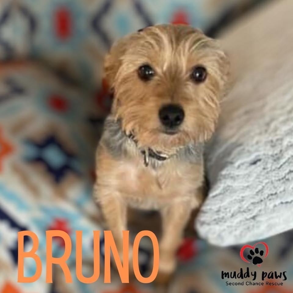 Bruno, an adoptable Yorkshire Terrier in Council Bluffs, IA, 51503 | Photo Image 3