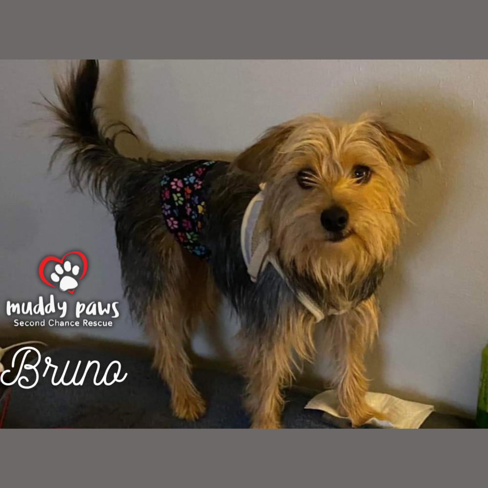 Bruno, an adoptable Yorkshire Terrier in Council Bluffs, IA, 51503 | Photo Image 4
