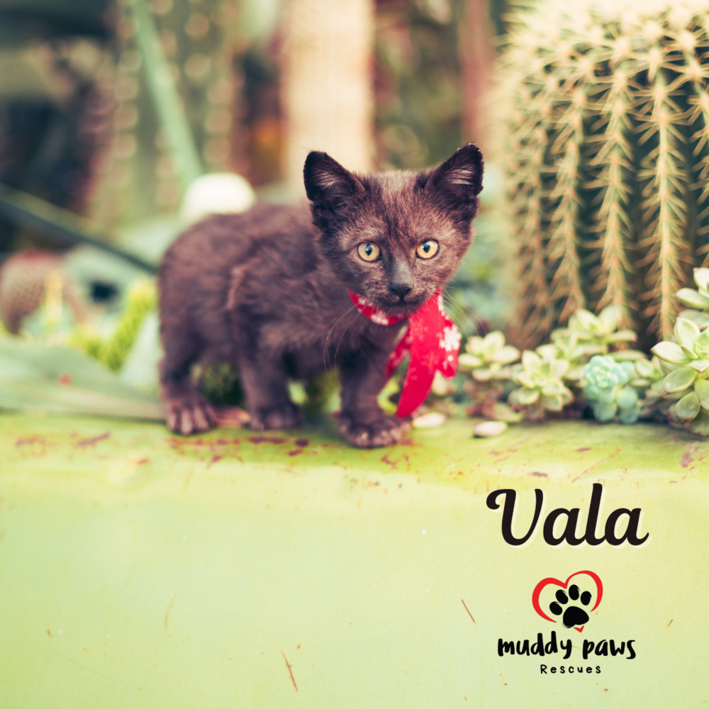 Pumpkin Patch Kits: Vala - Adoption Pending