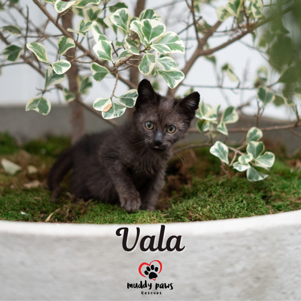 Pumpkin Patch Kits: Vala - Adoption Pending