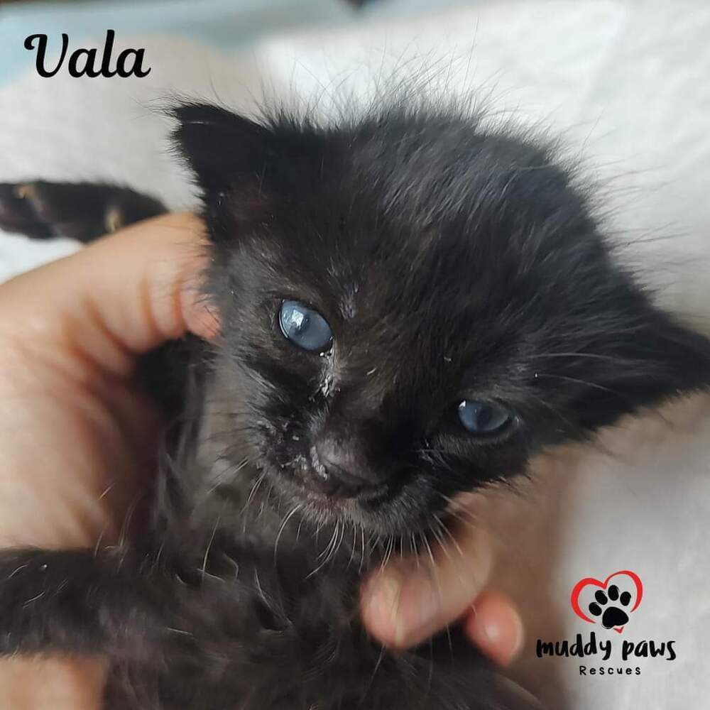 Pumpkin Patch Kits: Vala - Adoption Pending
