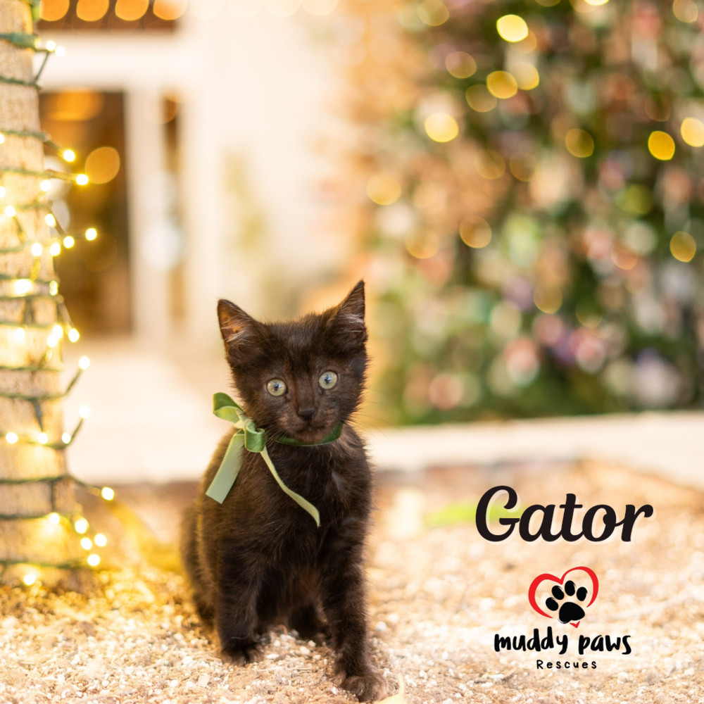 Gator, an adoptable Domestic Short Hair in Council Bluffs, IA, 51503 | Photo Image 2