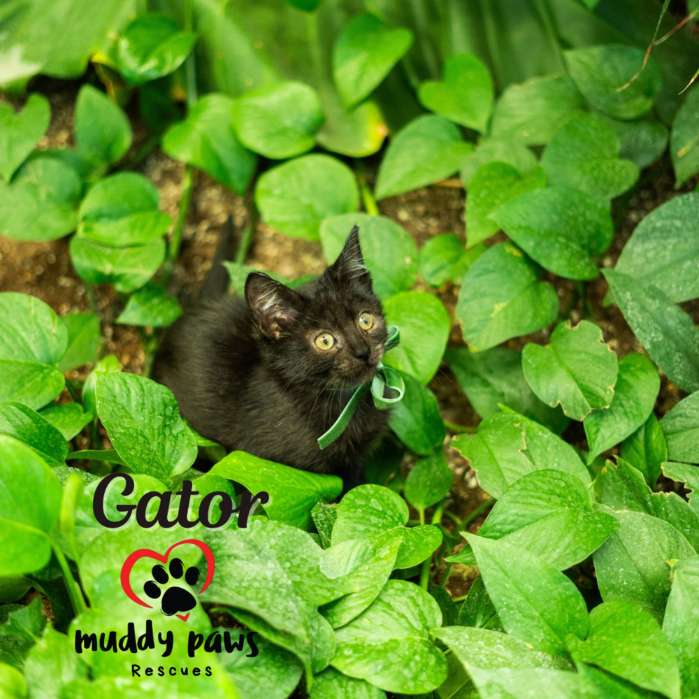 Gator, an adoptable Domestic Short Hair in Council Bluffs, IA, 51503 | Photo Image 3