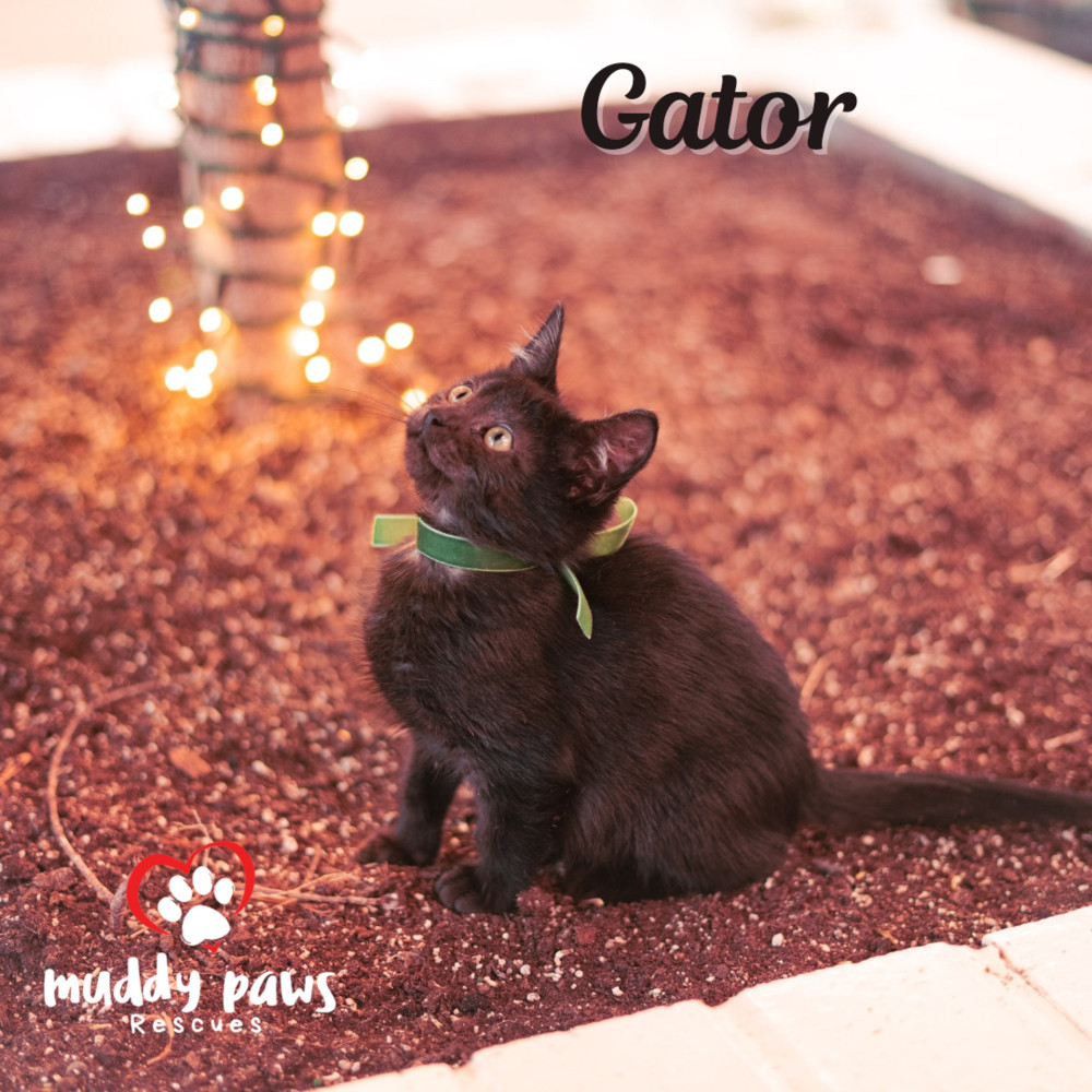 Gator, an adoptable Domestic Short Hair in Council Bluffs, IA, 51503 | Photo Image 4
