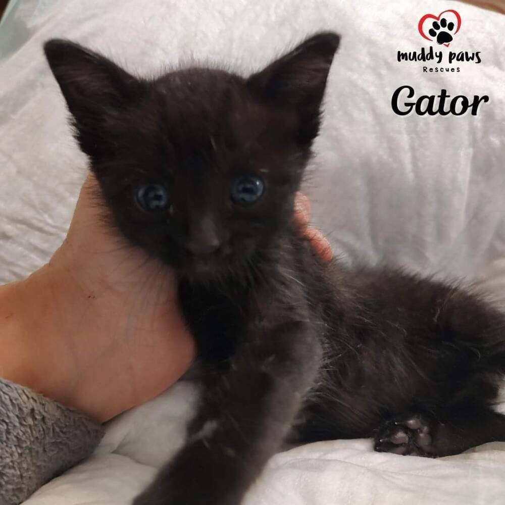 Gator, an adoptable Domestic Short Hair in Council Bluffs, IA, 51503 | Photo Image 5