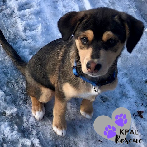 Nanwalek - Nanwalek Litter, an adoptable Beagle, Mixed Breed in Kenai, AK, 99611 | Photo Image 1