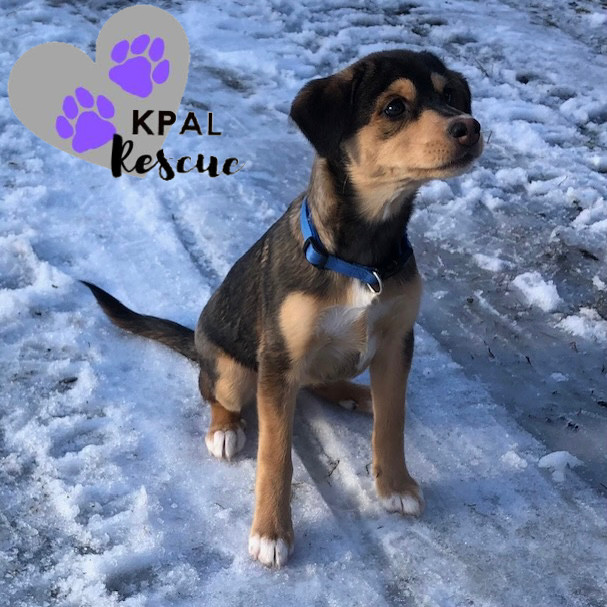 Nanwalek - Nanwalek Litter, an adoptable Beagle, Mixed Breed in Kenai, AK, 99611 | Photo Image 2