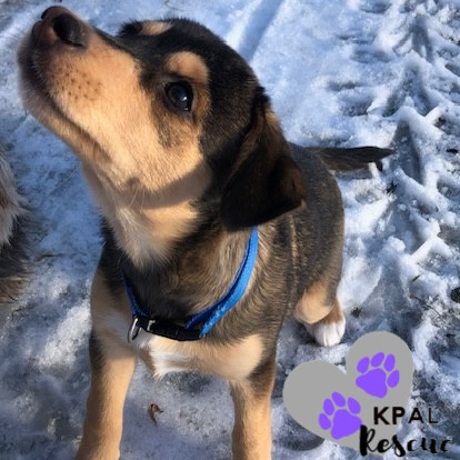 Nanwalek - Nanwalek Litter, an adoptable Beagle, Mixed Breed in Kenai, AK, 99611 | Photo Image 3