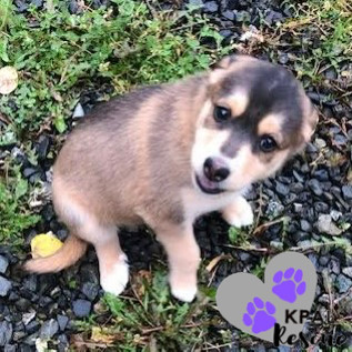 Nanwalek - Nanwalek Litter, an adoptable Beagle, Mixed Breed in Kenai, AK, 99611 | Photo Image 4