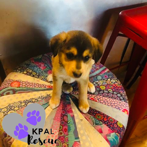 Nanwalek - Nanwalek Litter, an adoptable Beagle, Mixed Breed in Kenai, AK, 99611 | Photo Image 5