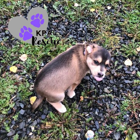 Nanwalek - Nanwalek Litter, an adoptable Beagle, Mixed Breed in Kenai, AK, 99611 | Photo Image 6