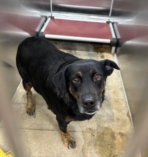 Dory, Adult Female Mixed Breed
