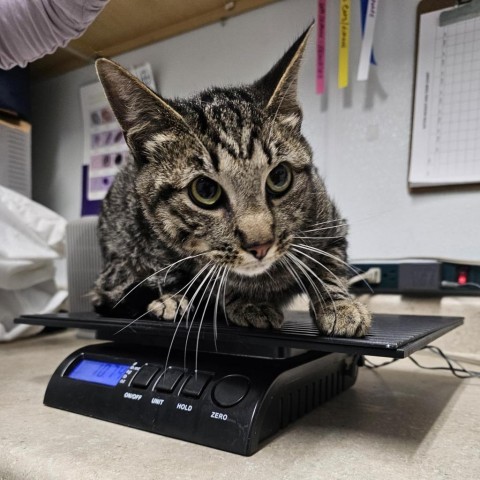 Frodo, an adoptable Domestic Short Hair in Mount Shasta, CA, 96067 | Photo Image 1