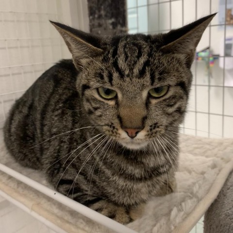 Frodo, an adoptable Domestic Short Hair in Mount Shasta, CA, 96067 | Photo Image 2