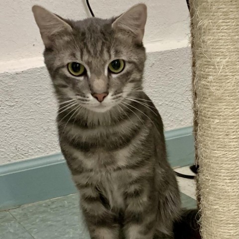 Merry, an adoptable Domestic Short Hair in Mount Shasta, CA, 96067 | Photo Image 1