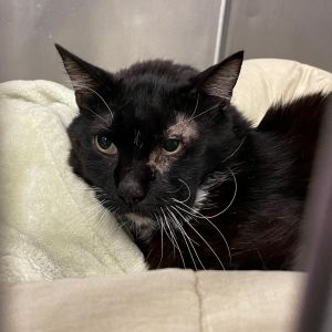 Bubba Domestic Short Hair Cat