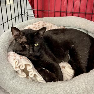 Im Michiberto a sweet kitty with a gentle soul and a heart full of love just waiting for the righ